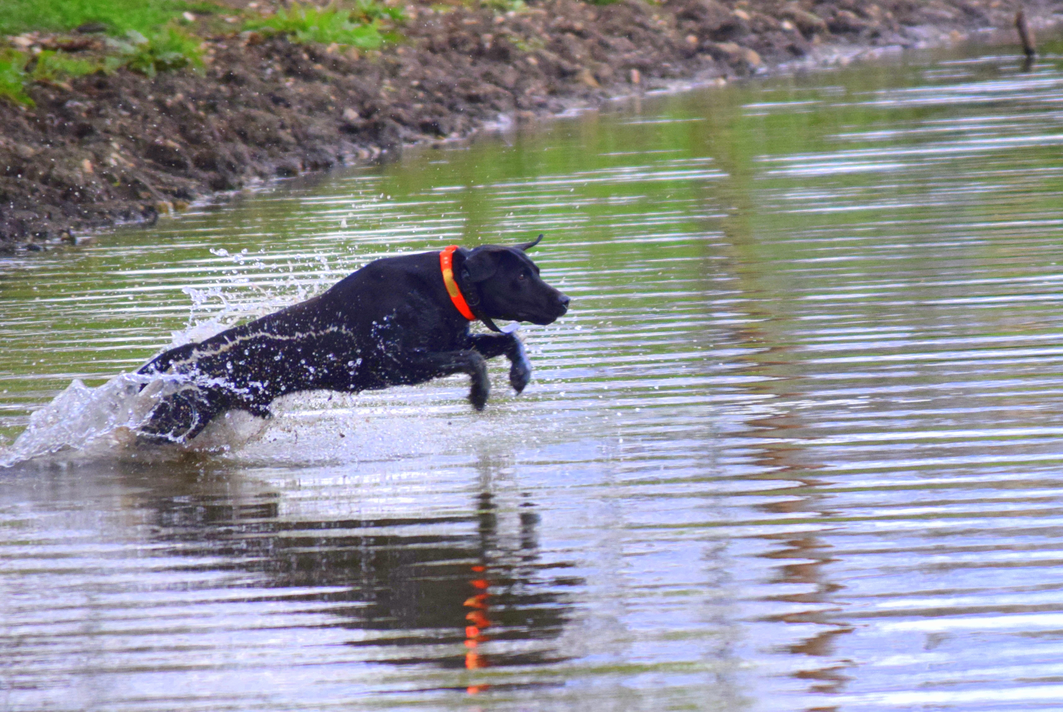 black dog side water entry