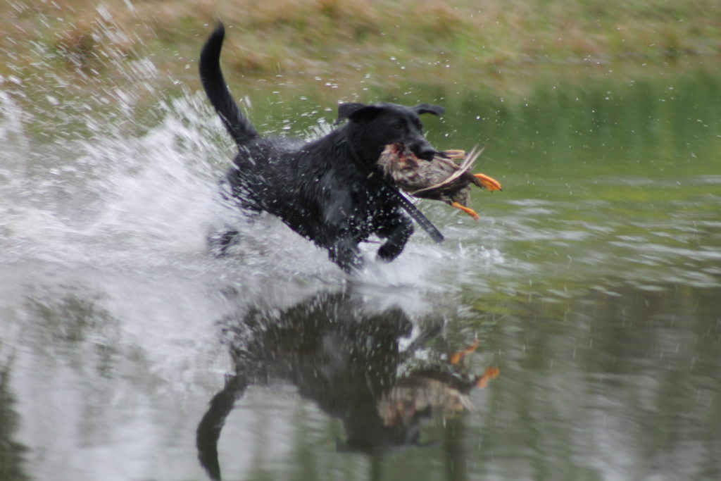 black dog big splash