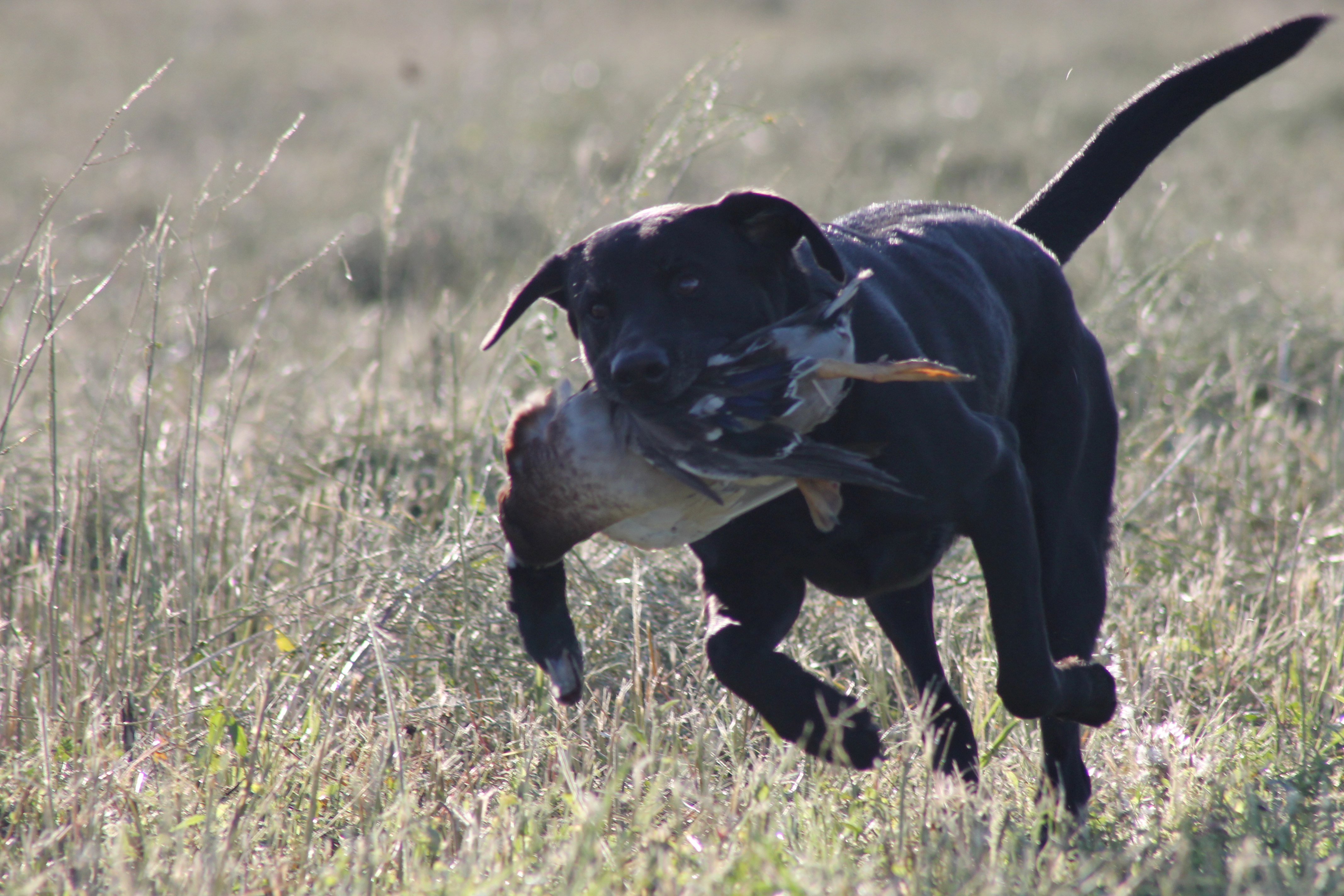 black dog running w duck